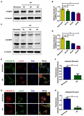 Impaired Retrograde Transport Due to Lack of TBC1D5 Contributes to the Trafficking Defect of Lysosomal Cathepsins in Ischemic/Hypoxic Cardiomyocytes